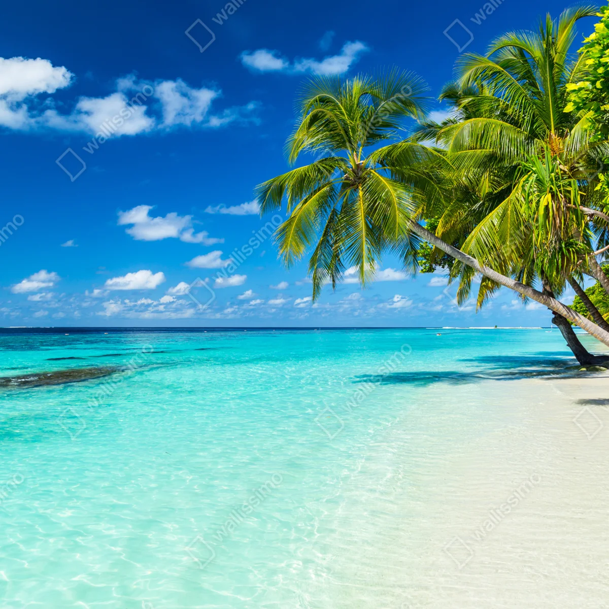 Fototapeta tropikalna turkusowa plaża z pochylonymi palmami Fototapeta tropikalna turkusowa plaża z pochylonymi palmami