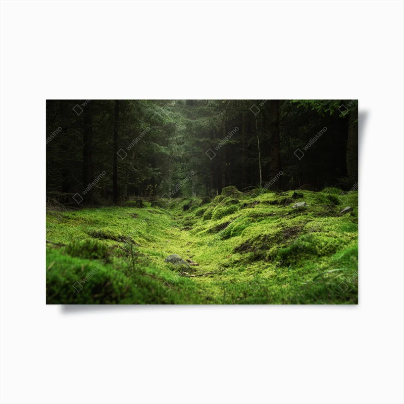Poster moosiger waldpfad • Poster bei Wallnifity® Poster moosiger waldpfad • Poster bei Wallnifity®