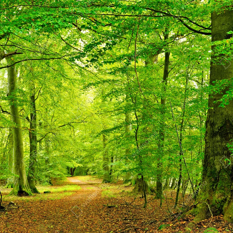 Leinwandbild ruhiger grüner waldpfad Leinwandbild ruhiger grüner waldpfad