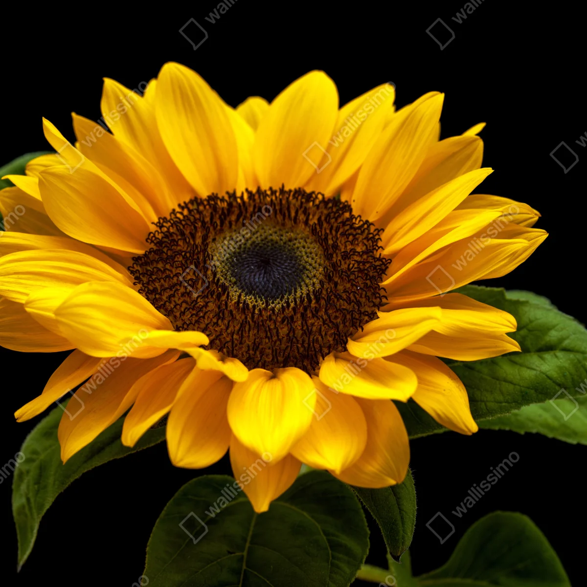 Repositionierbarer Aufkleber leuchtende sonnenblume auf schwarzem hintergrund Repositionierbarer Aufkleber leuchtende sonnenblume auf schwarzem hintergrund