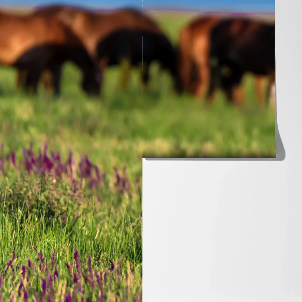 Fototapete majestätisches braunes pferd auf einer sonnenbeschienenen wiese Fototapete majestätisches braunes pferd auf einer sonnenbeschienenen wiese