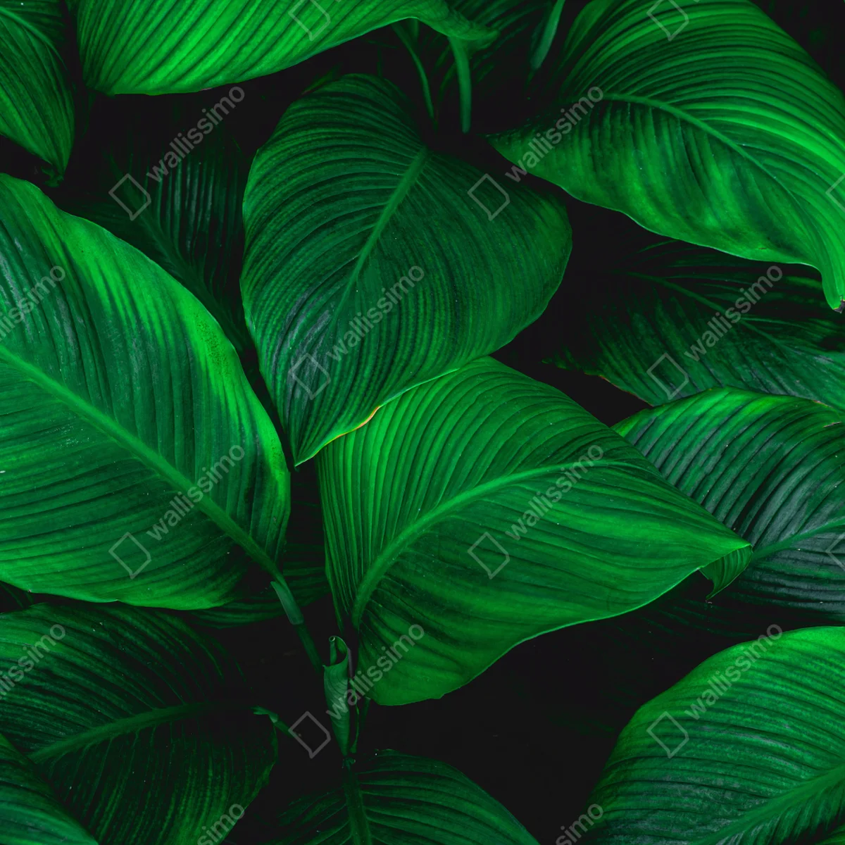 Repositionierbarer Aufkleber üppige tropische blätter Repositionierbarer Aufkleber üppige tropische blätter