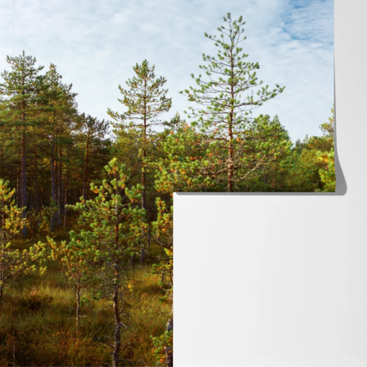 Fototapete sonniger steg durch den kiefernwald Fototapete sonniger steg durch den kiefernwald