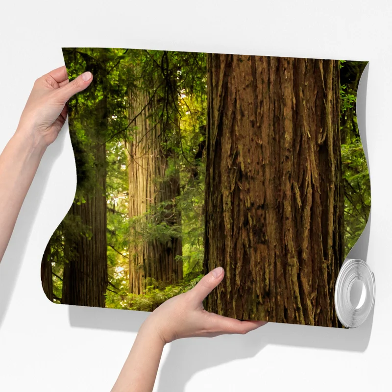 Fototapeta Kalifornia sekwoje leśna ścieżka Fototapeta Kalifornia sekwoje leśna ścieżka