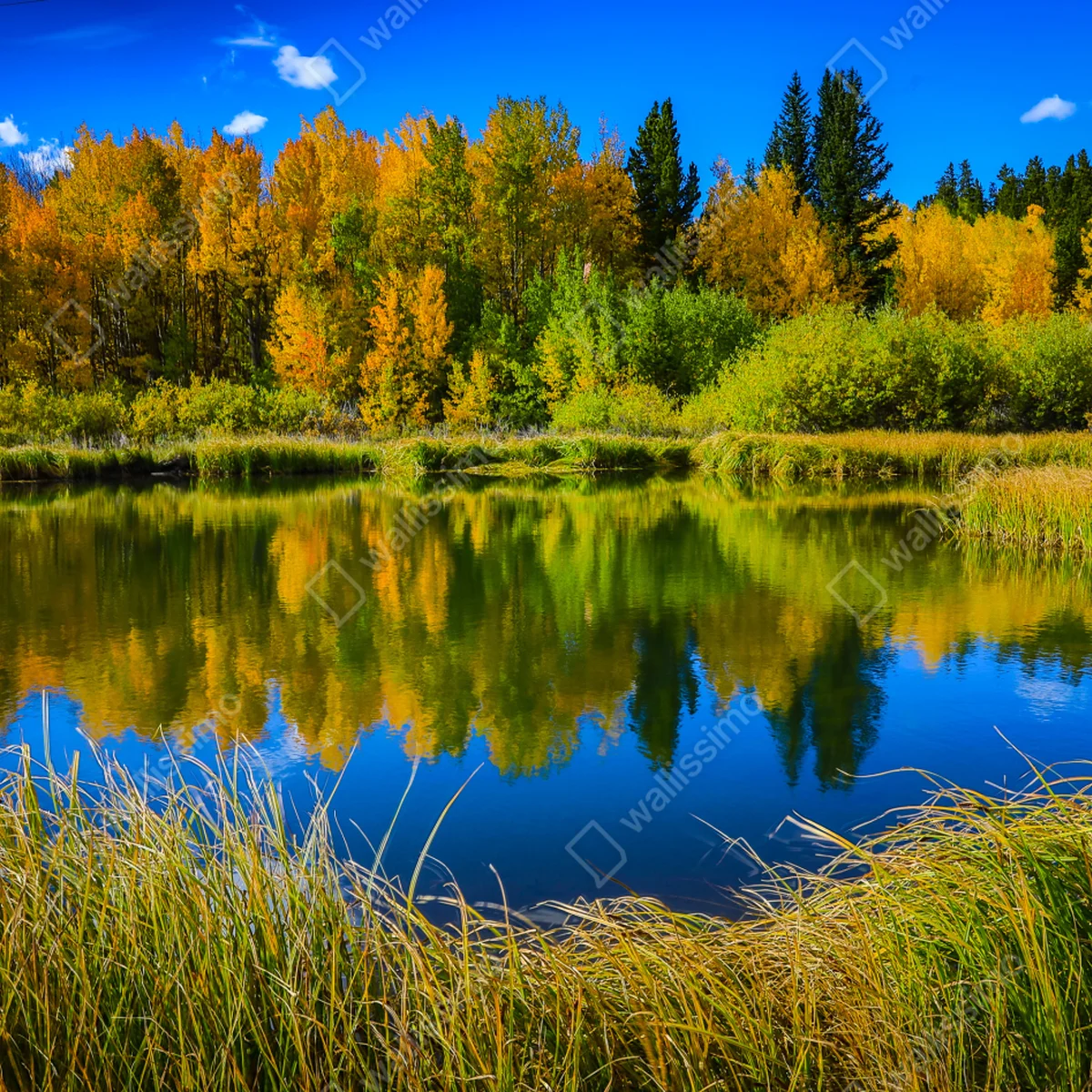 Fensteraufkleber herbstbäume spiegeln sich in einem ruhigen see Fensteraufkleber herbstbäume spiegeln sich in einem ruhigen see