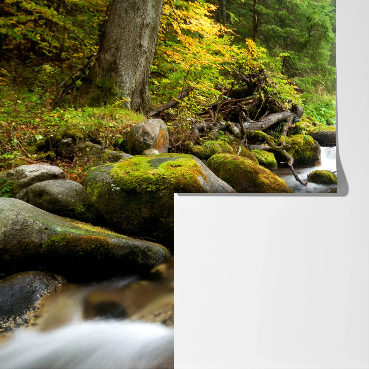 Fototapete moosbedeckter waldbach im herbst Fototapete moosbedeckter waldbach im herbst