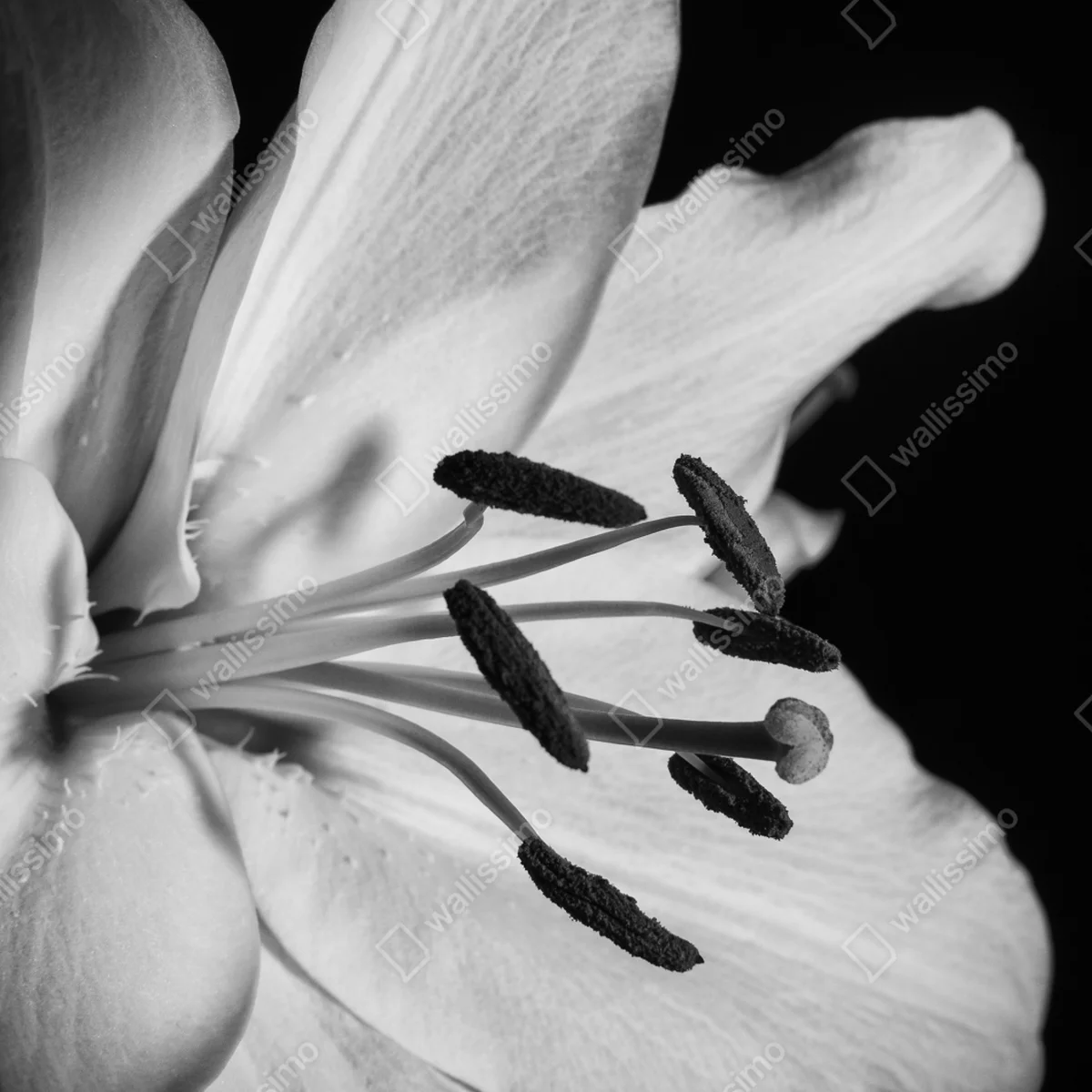 Kühlschrankaufkleber monochrome lilie nahaufnahme Kühlschrankaufkleber monochrome lilie nahaufnahme