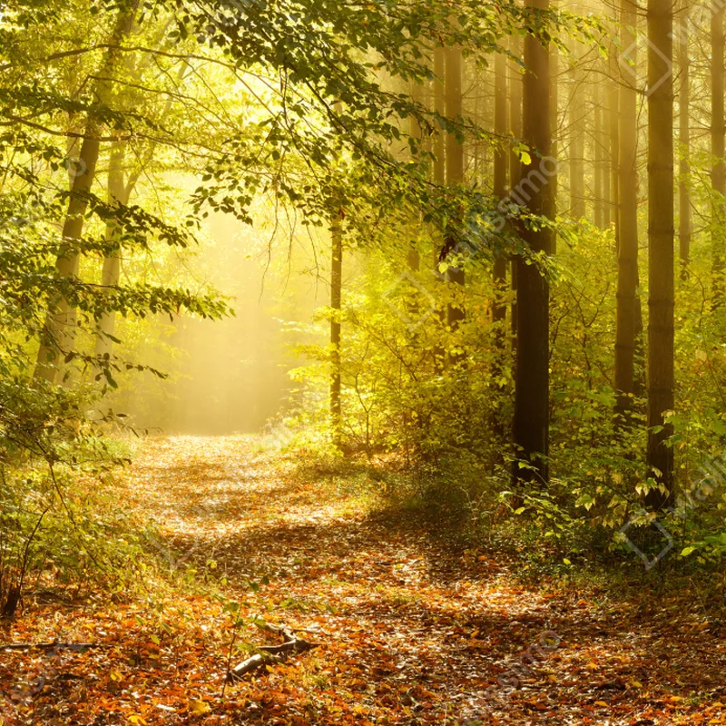 Tischaufkleber und Schreibtischaufkleber sonnenbeschienener waldweg im herbst Tischaufkleber und Schreibtischaufkleber sonnenbeschienener waldweg im herbst