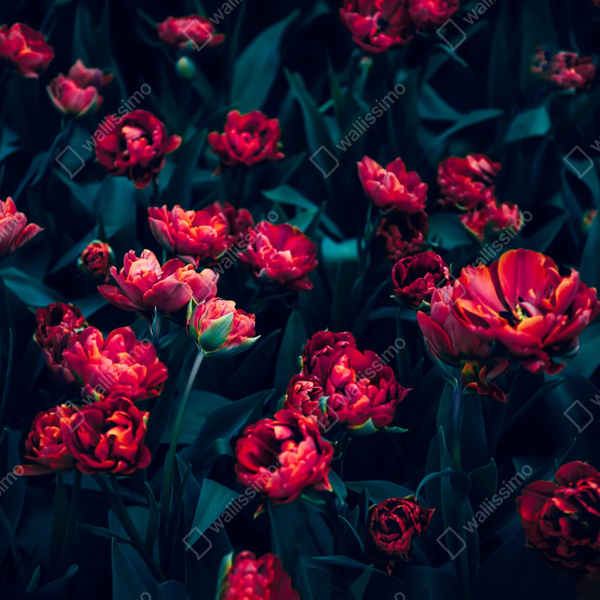 Poster mystischer garten roter tulpen • Poster bei Wallnifity® Poster mystischer garten roter tulpen • Poster bei Wallnifity®