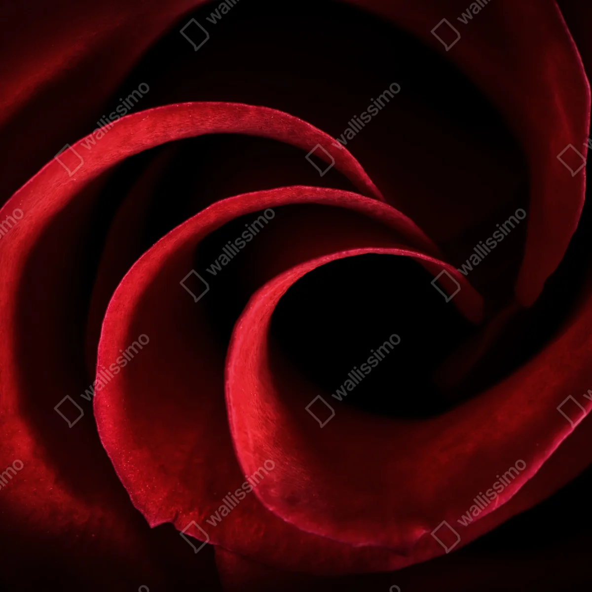 Fototapeta spirala głębokich czerwonych płatków róży Fototapeta spirala głębokich czerwonych płatków róży