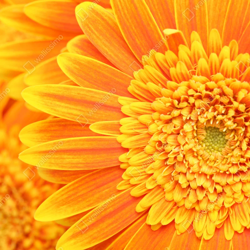 Repositionierbarer Aufkleber leuchtende orange gerbera in makro Repositionierbarer Aufkleber leuchtende orange gerbera in makro