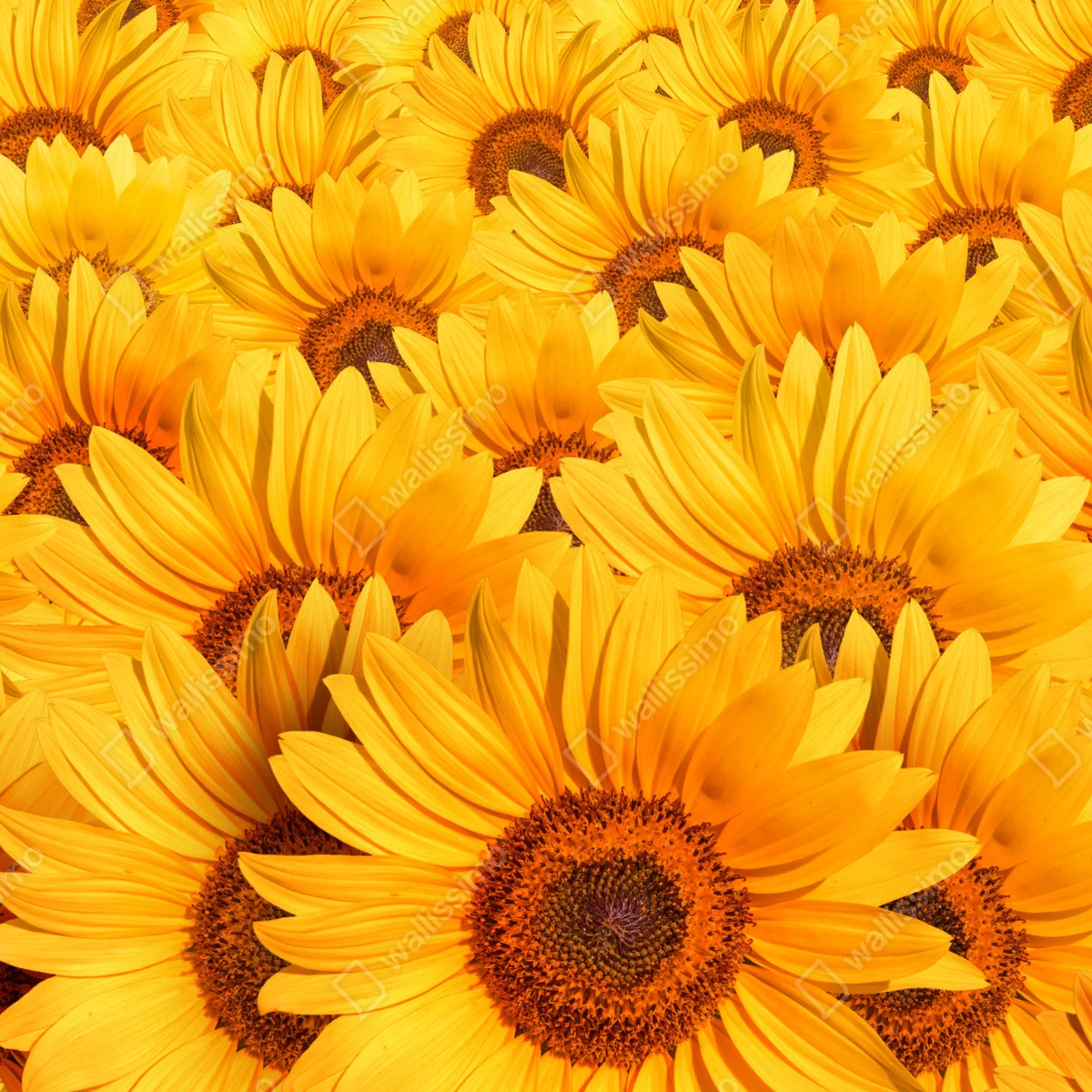 Fototapete goldenes sonnenblumenfeld Fototapete goldenes sonnenblumenfeld