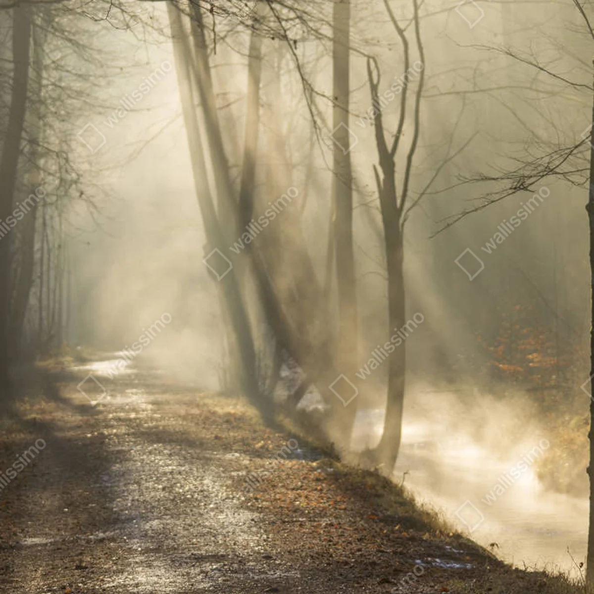 Poster Nebel steigt am sonnigen Wintermorgen aus dem Bach auf der Forststraße auf • Poster bei Wallnifity® Poster Nebel steigt am sonnigen Wintermorgen aus dem Bach auf der Forststraße auf • Poster bei Wallnifity®