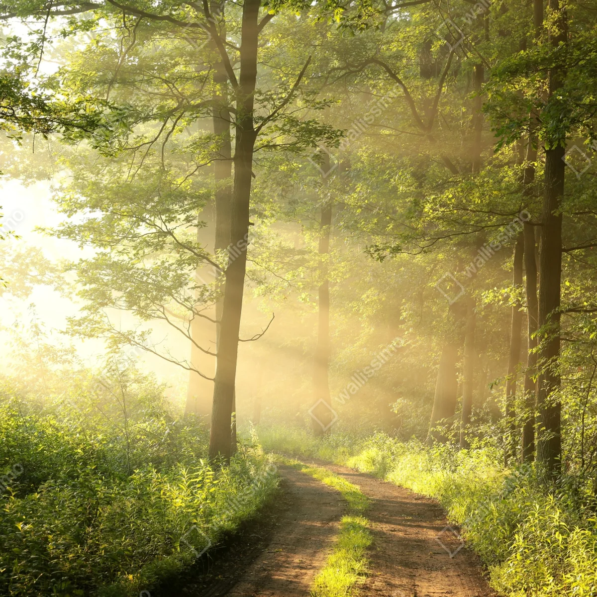 Fototapete morgendliches licht im wald Fototapete morgendliches licht im wald