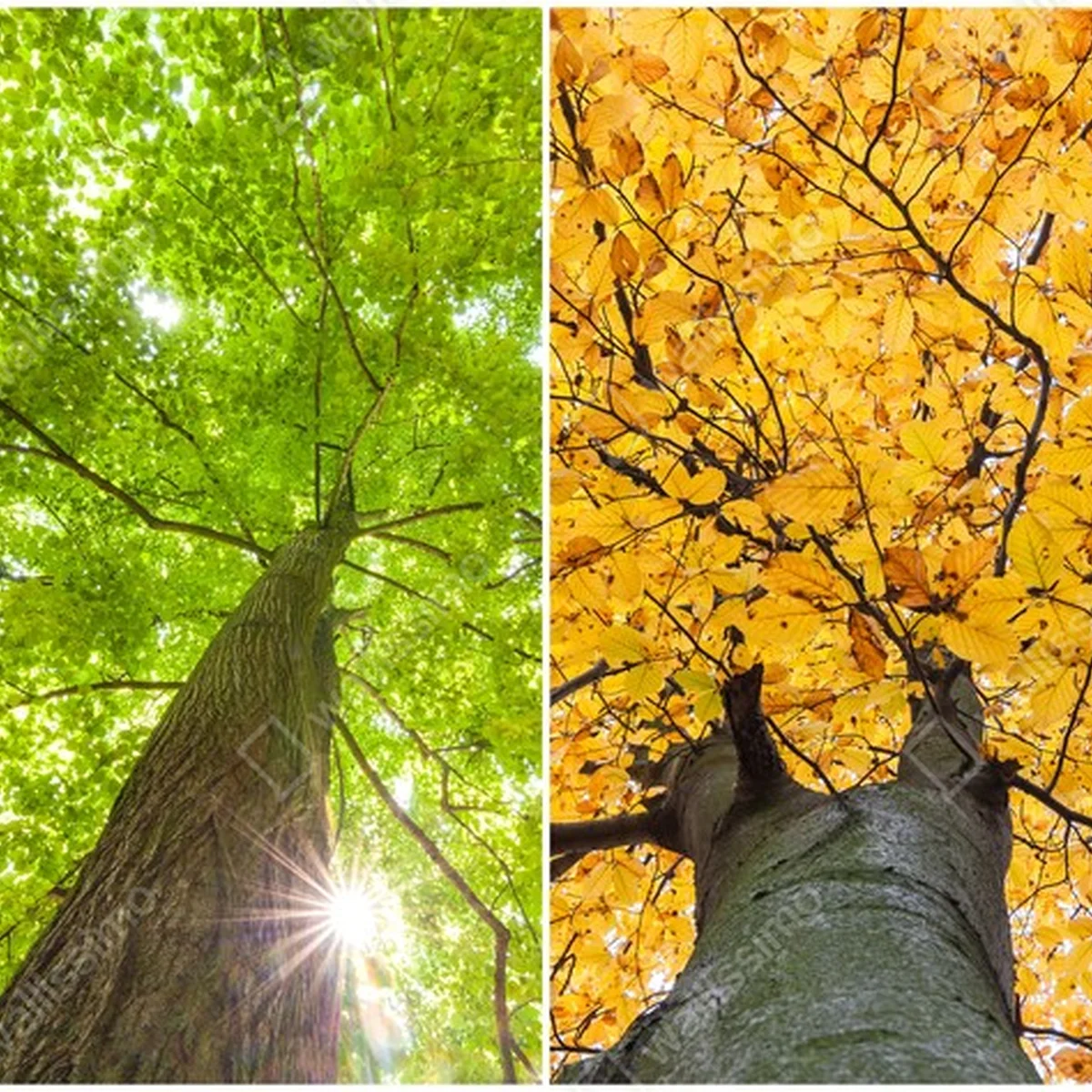 Poster Vier Jahreszeiten • Poster bei Wallnifity® Poster Vier Jahreszeiten • Poster bei Wallnifity®