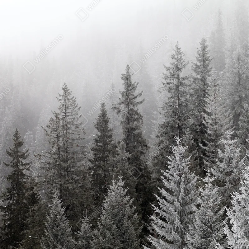 Fototapete nebliger winterwald in den Karpaten Fototapete nebliger winterwald in den Karpaten