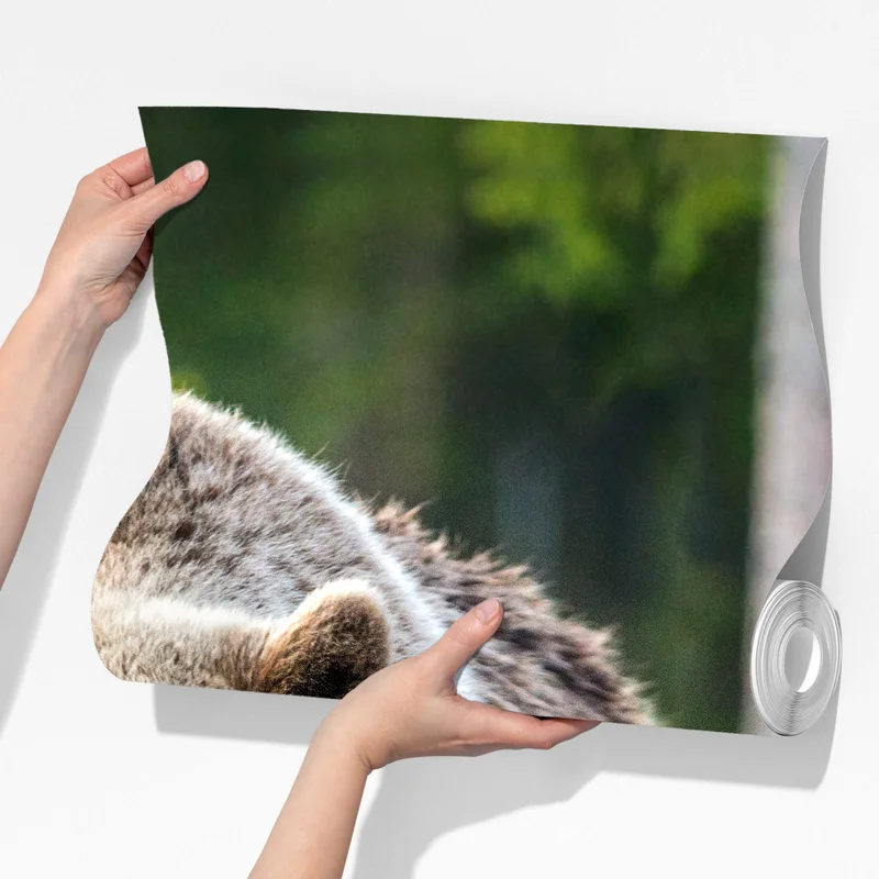 Fototapete braunbär mit jungem im wald Fototapete braunbär mit jungem im wald