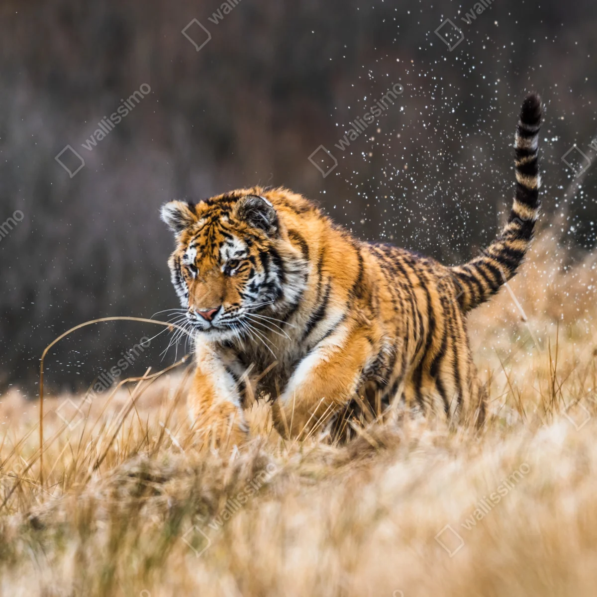 Türaufkleber sibirischer tiger in bewegung Türaufkleber sibirischer tiger in bewegung