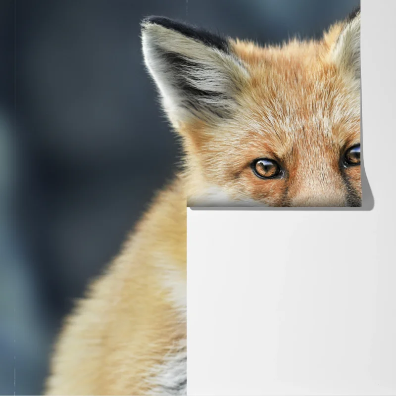 Fototapete rotfuchs nahaufnahme Fototapete rotfuchs nahaufnahme