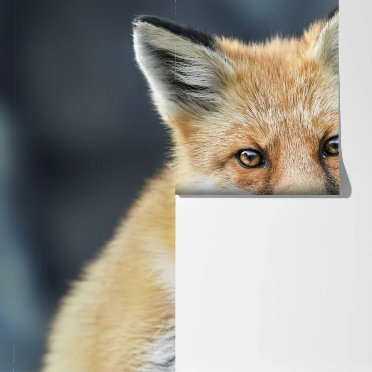 Fototapete rotfuchs nahaufnahme Fototapete rotfuchs nahaufnahme