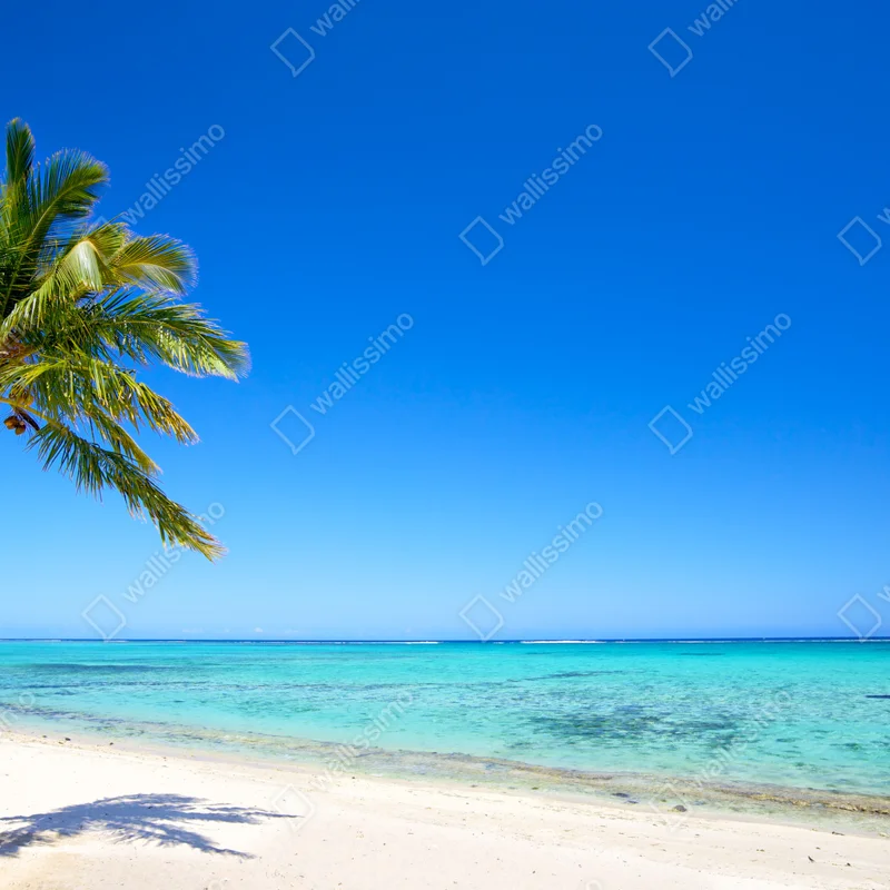 Fototapete tropischer traumstrand mit palme Fototapete tropischer traumstrand mit palme