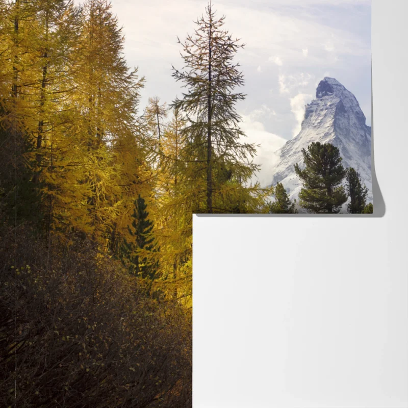 Fototapete goldene lärchen und Matterhorn Fototapete goldene lärchen und Matterhorn