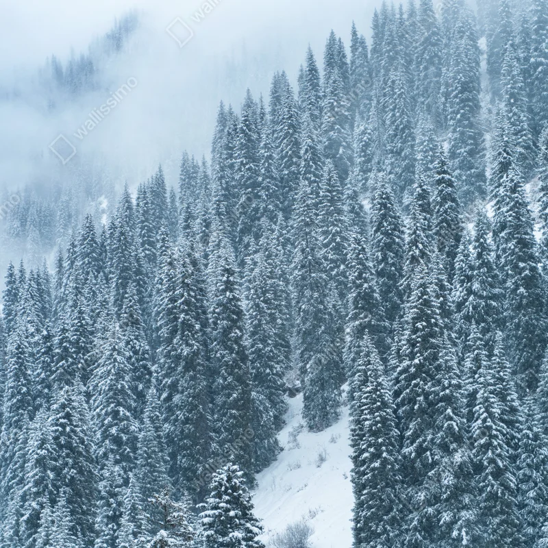 Leinwandbild nebeliger schneebedeckter kiefernwald Leinwandbild nebeliger schneebedeckter kiefernwald