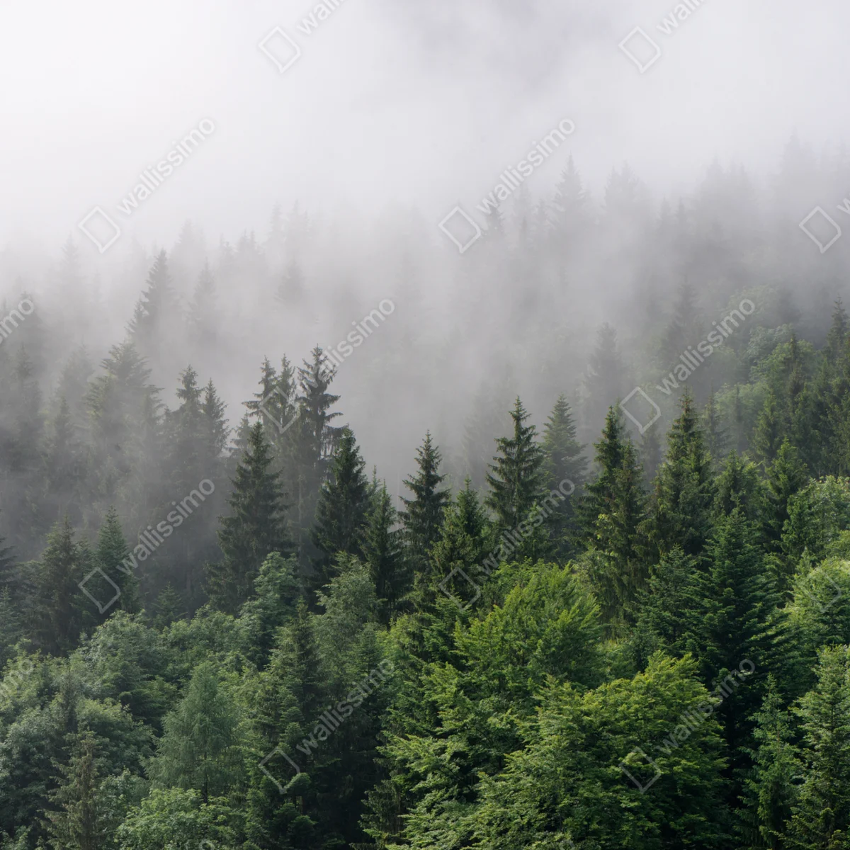 Leinwandbild nebliger immergrüner wald panorama Leinwandbild nebliger immergrüner wald panorama