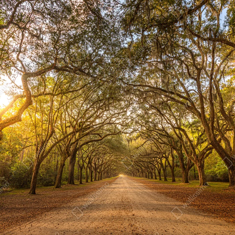 Repositionierbarer Aufkleber sonnenbeschienene eichenallee bei Savannah Repositionierbarer Aufkleber sonnenbeschienene eichenallee bei Savannah