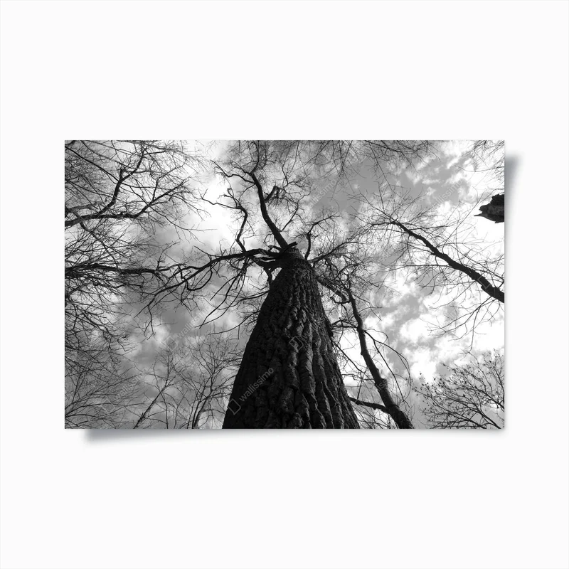 Poster Alte Bäume im Park in Schwarz-Weiß. Niedriger Blickwinkel nach oben • Poster bei Wallnifity® Poster Alte Bäume im Park in Schwarz-Weiß. Niedriger Blickwinkel nach oben • Poster bei Wallnifity®
