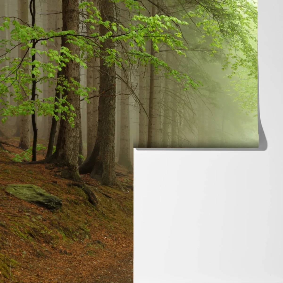 Fototapete nebliger waldpfad Fototapete nebliger waldpfad