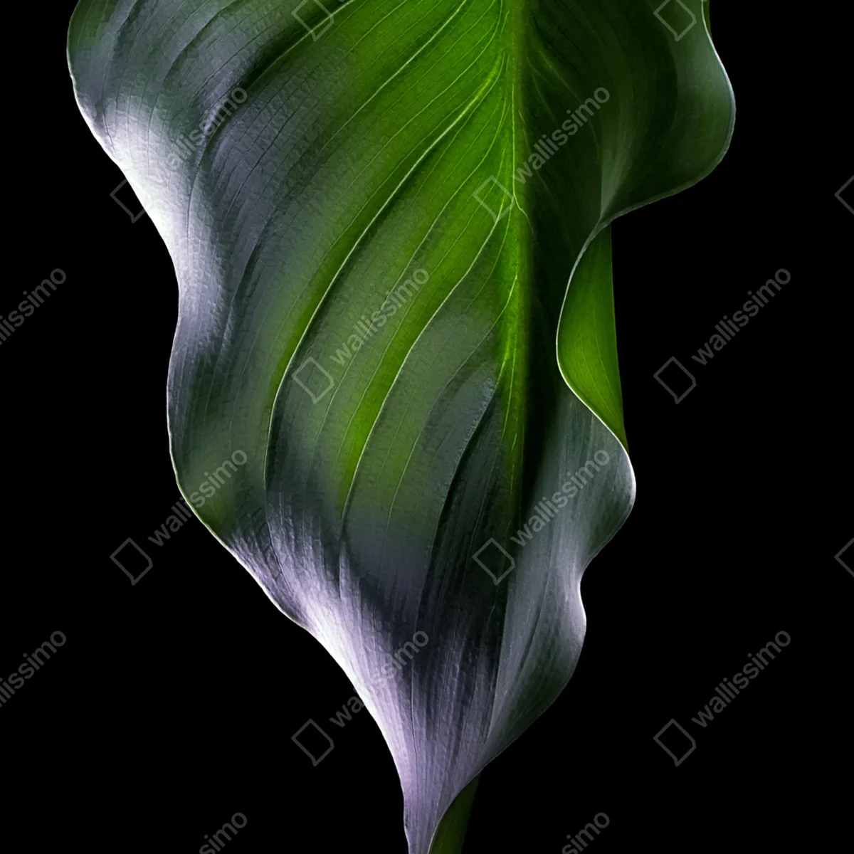 Schrankaufkleber elegantes grünes blatt auf schwarzem hintergrund Schrankaufkleber elegantes grünes blatt auf schwarzem hintergrund