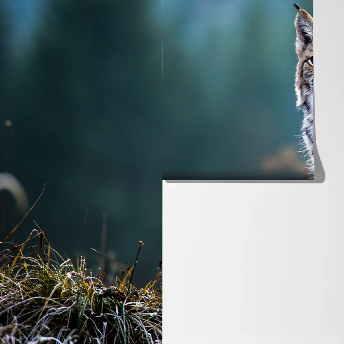 Fototapete majestätischer luchs in natürlichem habitat Fototapete majestätischer luchs in natürlichem habitat