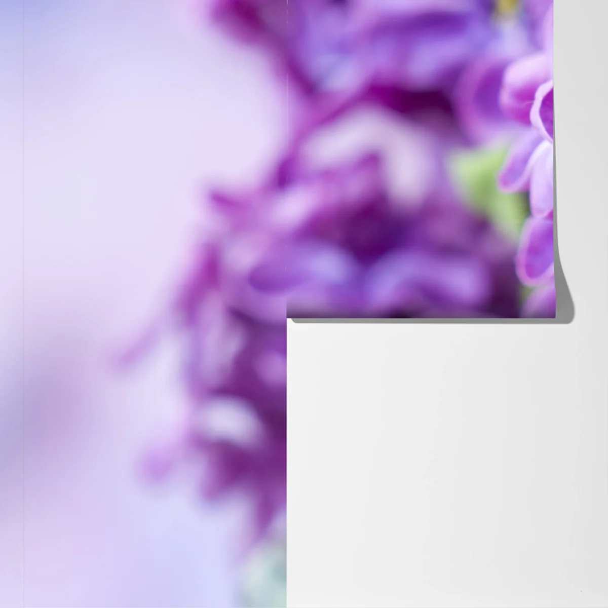 Fototapete lila fliederblüten nahaufnahme Fototapete lila fliederblüten nahaufnahme