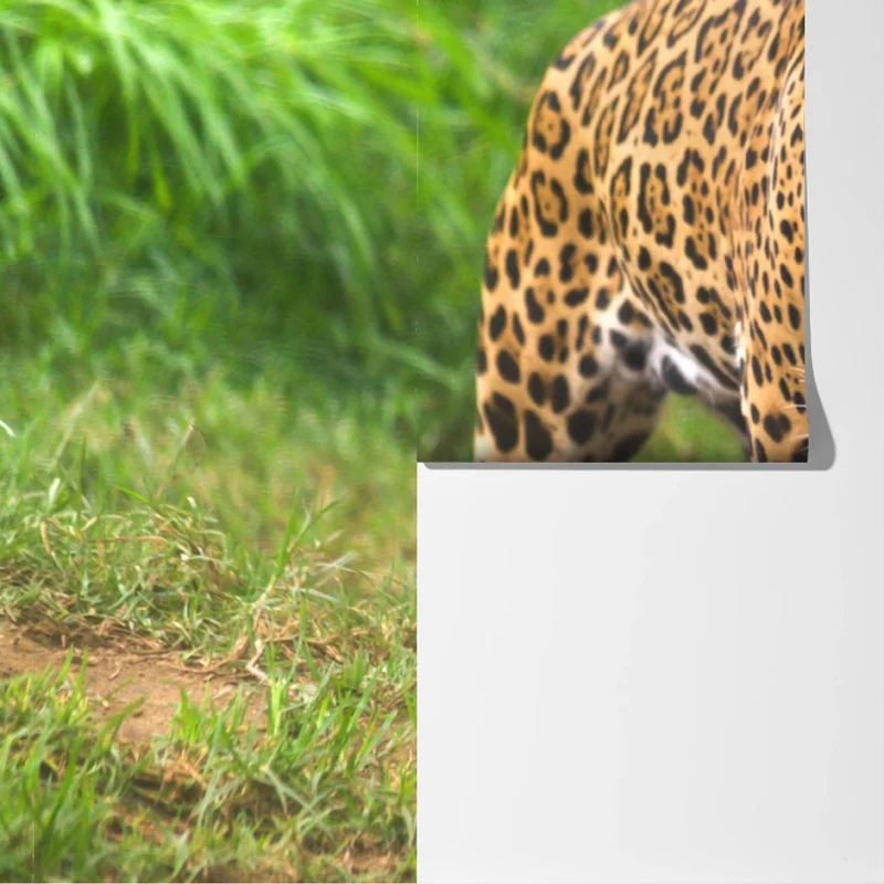 Fototapete majestätischer jaguar in freier wildbahn Fototapete majestätischer jaguar in freier wildbahn