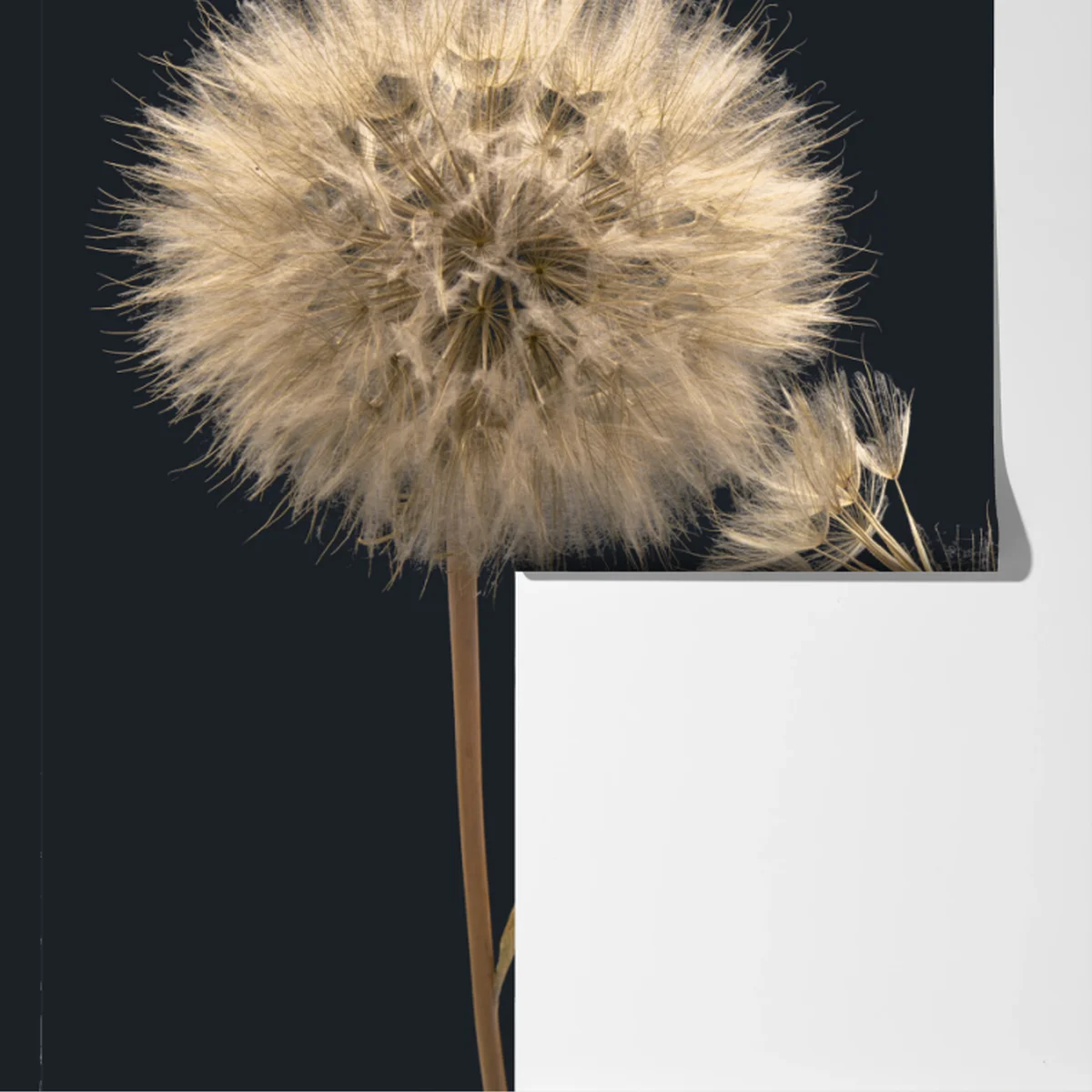 Fototapete zarter löwenzahn vor dunklem hintergrund Fototapete zarter löwenzahn vor dunklem hintergrund