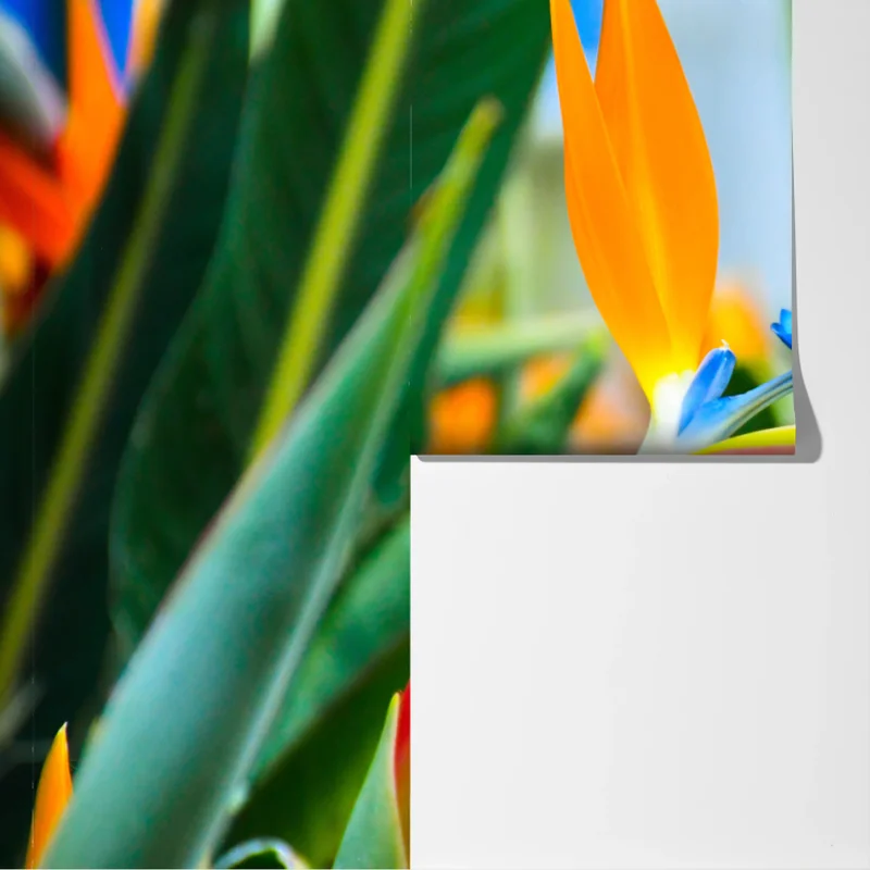 Fototapete leuchtende paradiesvogelblume Fototapete leuchtende paradiesvogelblume