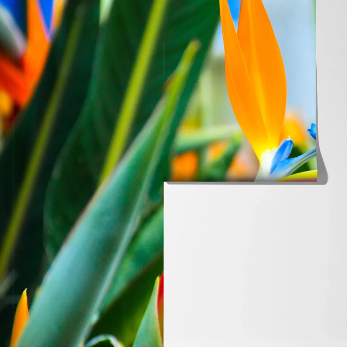 Fototapete leuchtende paradiesvogelblume Fototapete leuchtende paradiesvogelblume