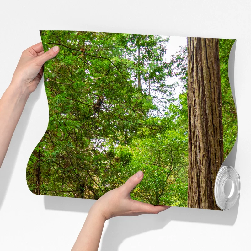 Fototapete majestätischer waldpfad zwischen mammutbäumen Fototapete majestätischer waldpfad zwischen mammutbäumen