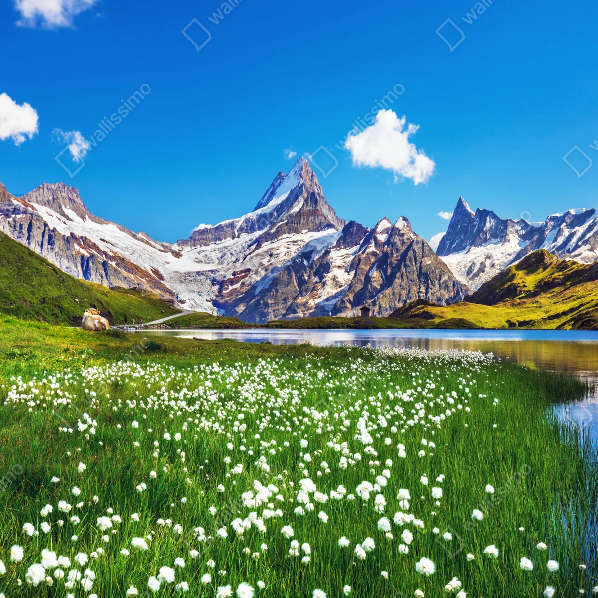 Fensteraufkleber alpensee mit blumenwiese und berggipfeln Fensteraufkleber alpensee mit blumenwiese und berggipfeln