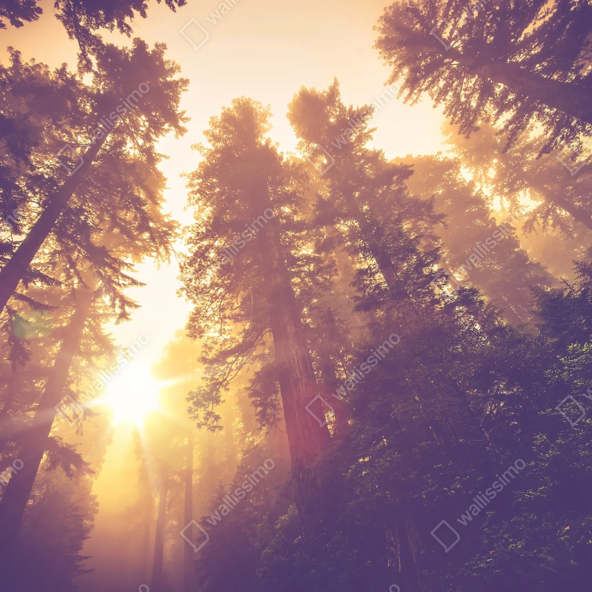 Laptop-Aufkleber nebeliger mamutbaumwald im goldenen vintagelicht Laptop-Aufkleber nebeliger mamutbaumwald im goldenen vintagelicht