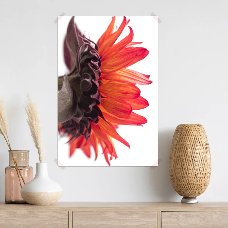 Poster intensive orange sonnenblume nahaufnahme Poster intensive orange sonnenblume nahaufnahme