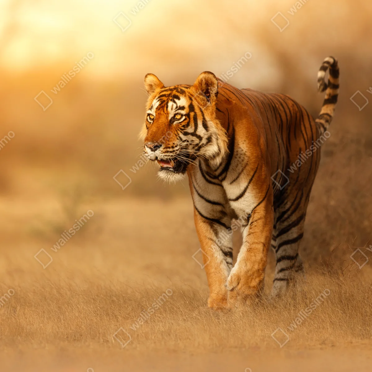 Repositionierbarer Aufkleber majestätischer tiger im goldenen licht Repositionierbarer Aufkleber majestätischer tiger im goldenen licht