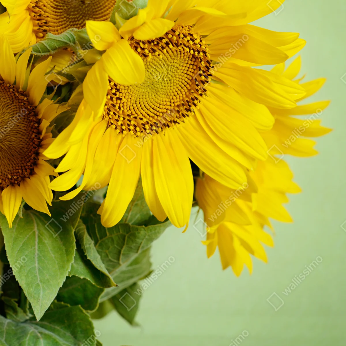 Laptop-Aufkleber heller sonnenblumenstrauß auf grünem hintergrund Laptop-Aufkleber heller sonnenblumenstrauß auf grünem hintergrund