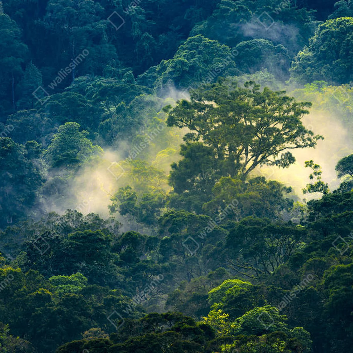 Poster Luftaufnahme eines magischen Sonnenaufgangs am frühen Morgen im Tapah-Regenwald in Malaysia. • Poster bei Wallnifity® Poster Luftaufnahme eines magischen Sonnenaufgangs am frühen Morgen im Tapah-Regenwald in Malaysia. • Poster bei Wallnifity®
