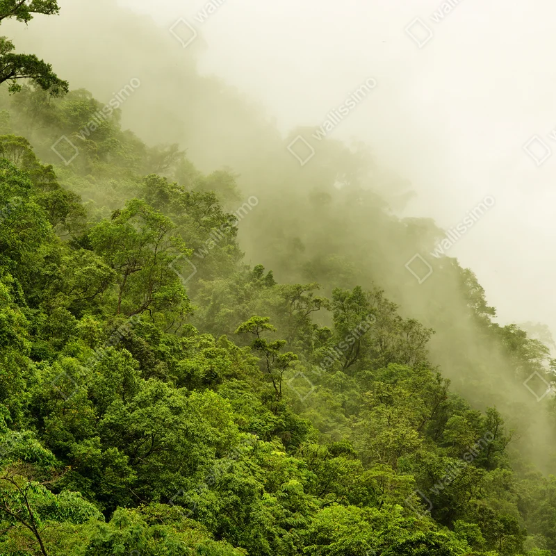 Repositionierbarer Aufkleber nebeliger regenwald bei Cairns Repositionierbarer Aufkleber nebeliger regenwald bei Cairns