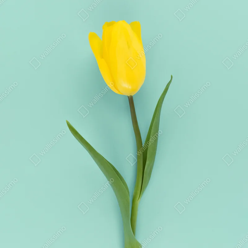 Poster gelbe tulpe auf türkisfarbenem hintergrund • Poster bei Wallnifity® Poster gelbe tulpe auf türkisfarbenem hintergrund • Poster bei Wallnifity®