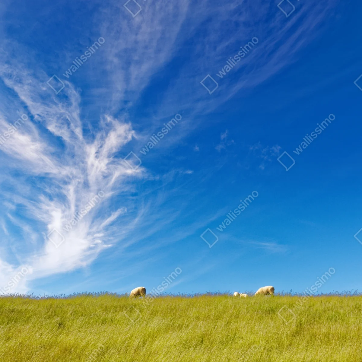 Fototapete ruhige wiese unter blauem himmel Fototapete ruhige wiese unter blauem himmel