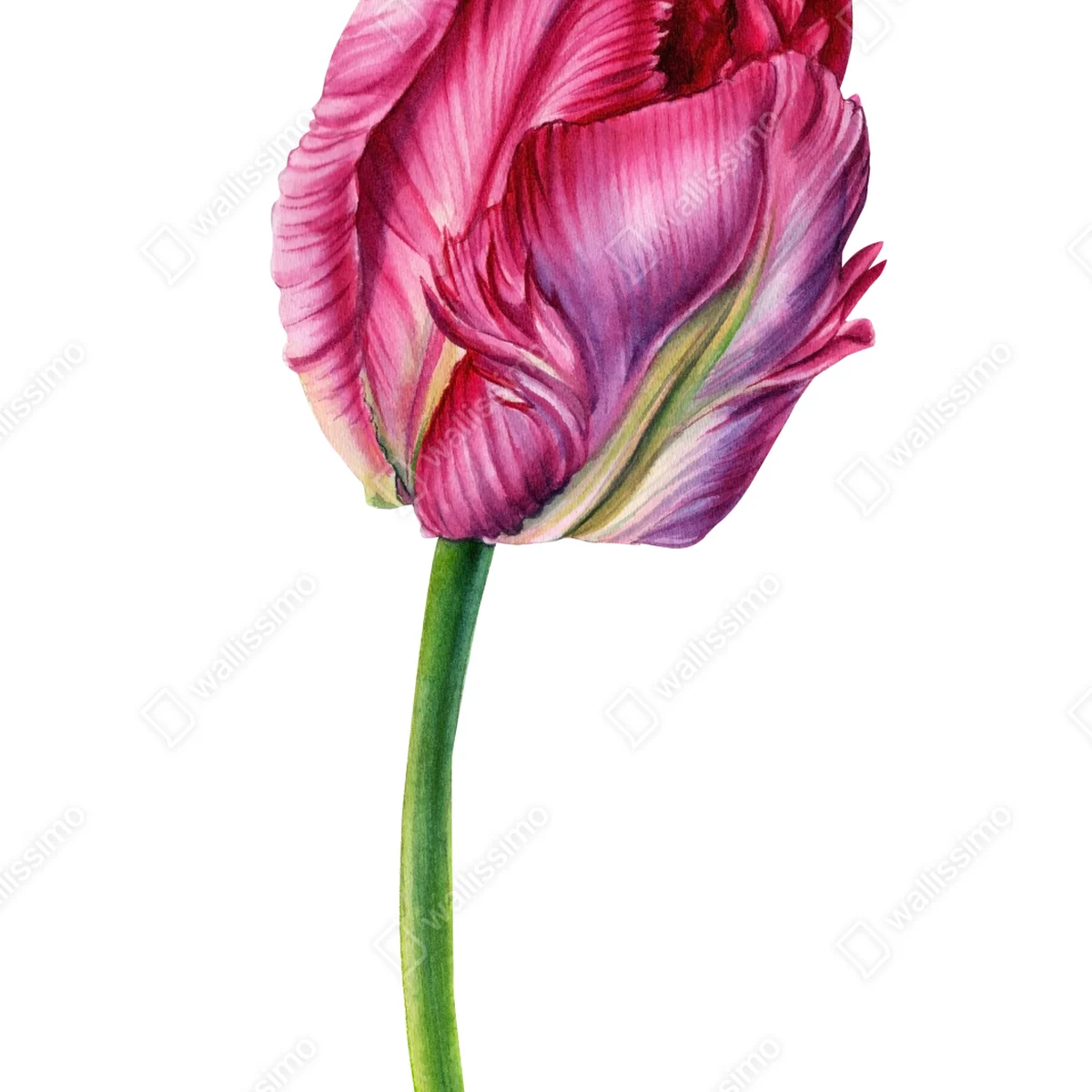 Poster rosa tulpe aquarell botanische illustration Poster rosa tulpe aquarell botanische illustration
