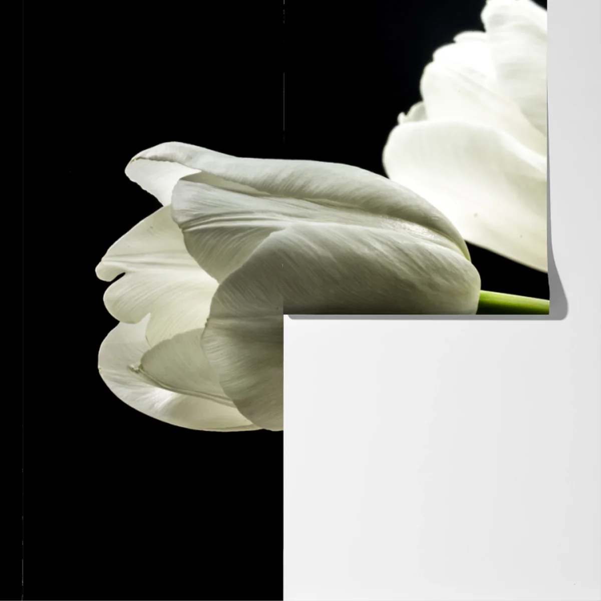 Fototapete elegante weiße tulpen vor schwarzem hintergrund Fototapete elegante weiße tulpen vor schwarzem hintergrund